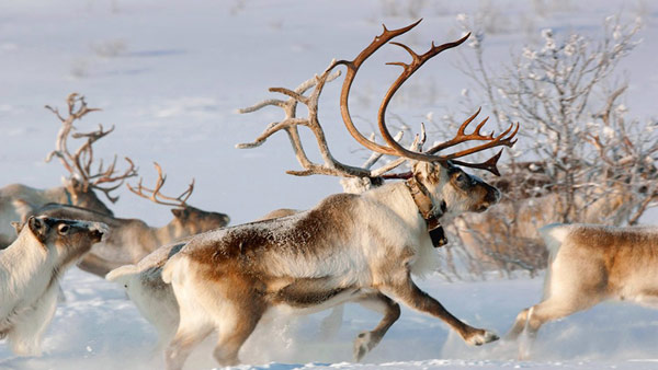 驯鹿( rangifer tarandus ),在英国叫做reindeer,在美国叫做caribou.