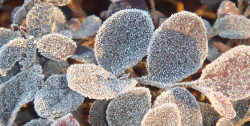 寒冷季节里,有时在窗玻璃上见到的