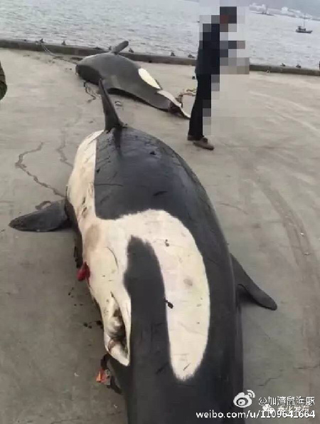 被误捕的虎鲸是“杀人鲸” 它吃过人吗