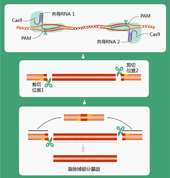 crispr/cas9技术敲除掉部分基因原理图(绘图肖媛)