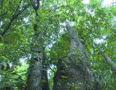 云南高黎贡山发现珍稀濒危植物滇桐野生居群