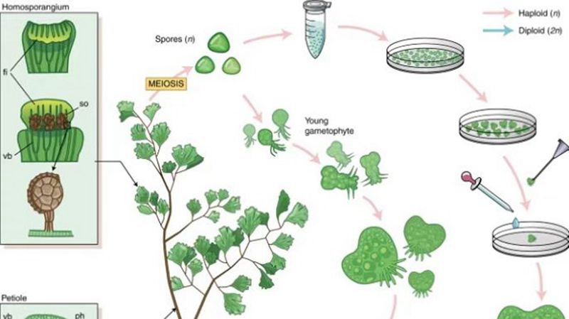 解读“身份密码”：首个铁线蕨基因组揭示真蕨植物的“自我革新”