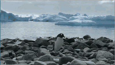 “极红”企鹅Tourist漂流记：来一场说走就走的旅行！