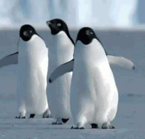“极红”企鹅Tourist漂流记：来一场说走就走的旅行！