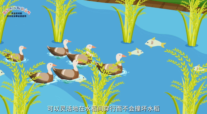 【中国重要农业文化遗产】贵州从江侗乡稻鱼鸭系统