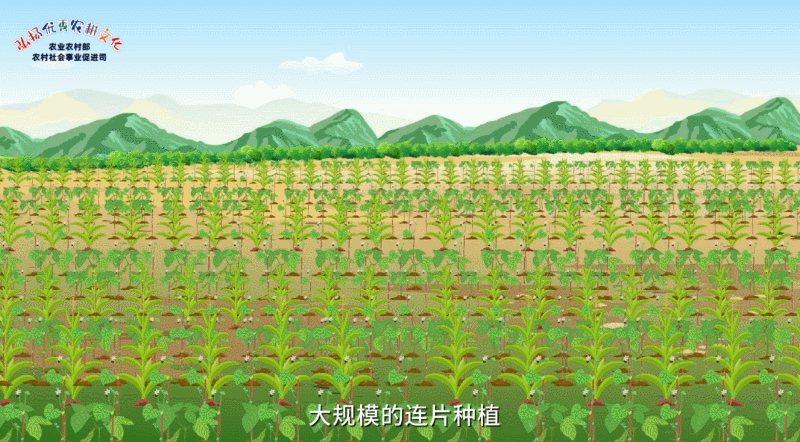【中国重要农业文化遗产】四川美姑苦荞栽培系统