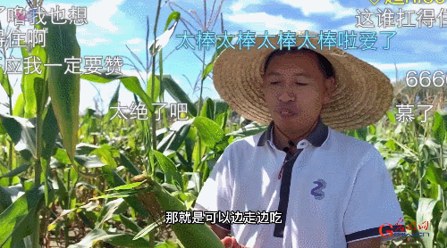科普中国繁星追梦|农业科研也很酷！玉米地里有大作为