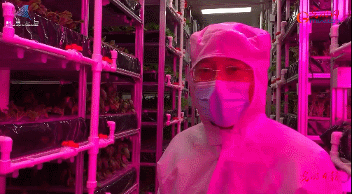 科普中国繁星追梦|种菜也玩高科技？和科学家一起探秘“植物工厂”