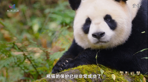 “熊猫院士”魏辅文：着迷大熊猫三十载 甘当国宝“捡屎官”
