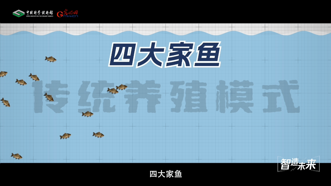 【智造未来】蓝色粮仓 远缘育新——鱼类远缘杂交技术