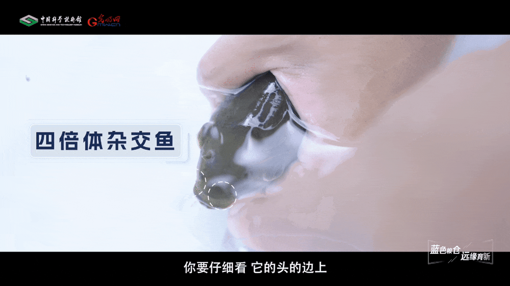 【智造未来】蓝色粮仓 远缘育新——鱼类远缘杂交技术