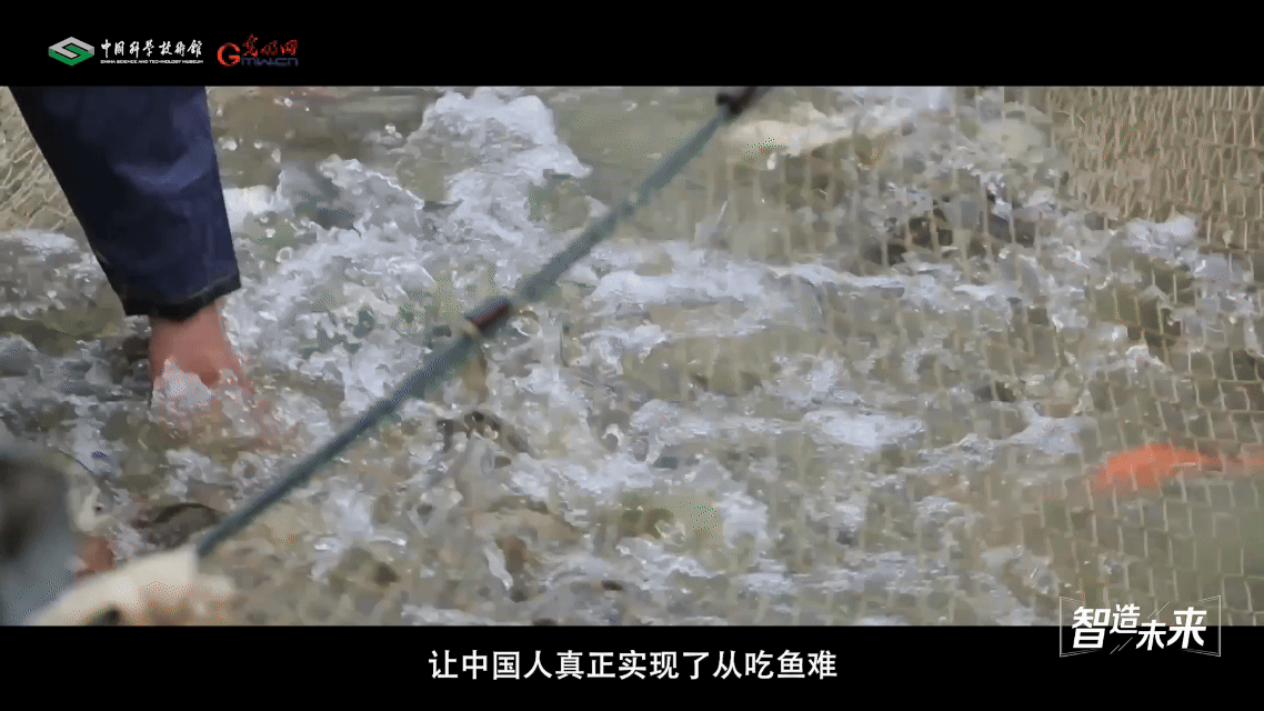 【智造未来】蓝色粮仓 远缘育新——鱼类远缘杂交技术