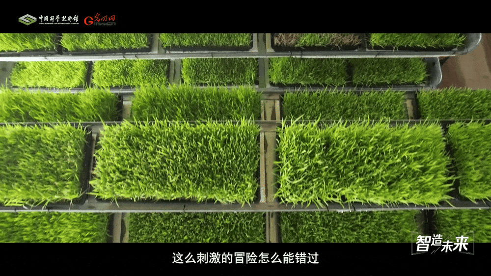 【智造未来】沙漠稻香 科技兴农——沙漠温室水稻快速繁育技术