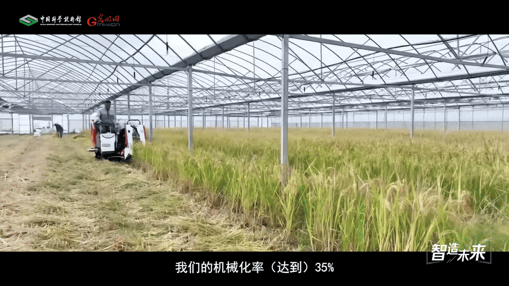 【智造未来】沙漠稻香 科技兴农——沙漠温室水稻快速繁育技术