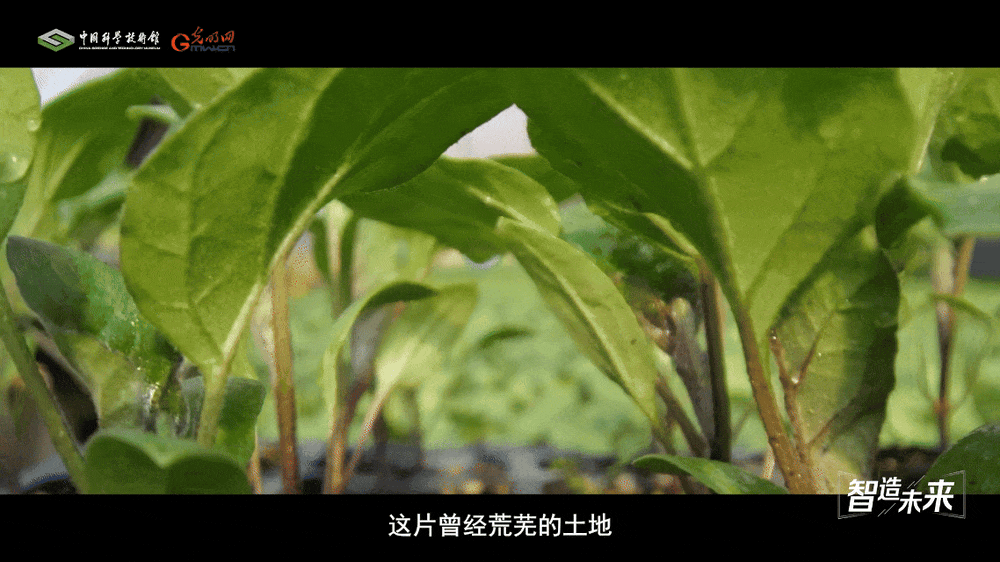 【智造未来】沙漠稻香 科技兴农——沙漠温室水稻快速繁育技术