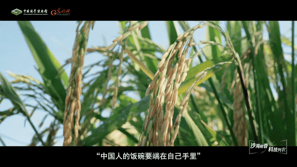 【智造未来】沙漠稻香 科技兴农——沙漠温室水稻快速繁育技术