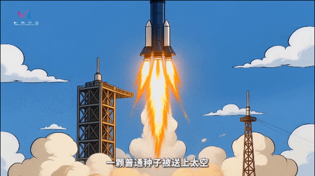 种子上天“脱胎换骨”？揭秘太空诱变的“极端配方”