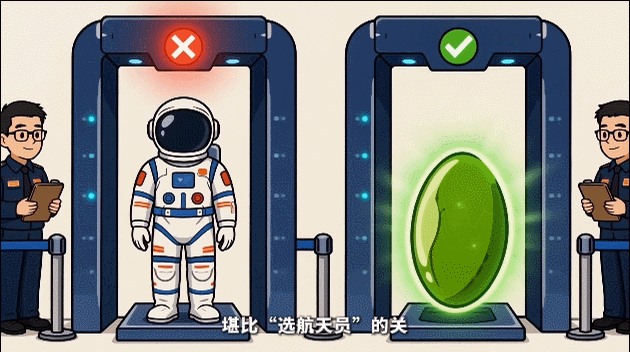 什么样的种子有资格上天?难度堪比选航天员! 什么样的种子有资格上天?难度堪比选航天员!