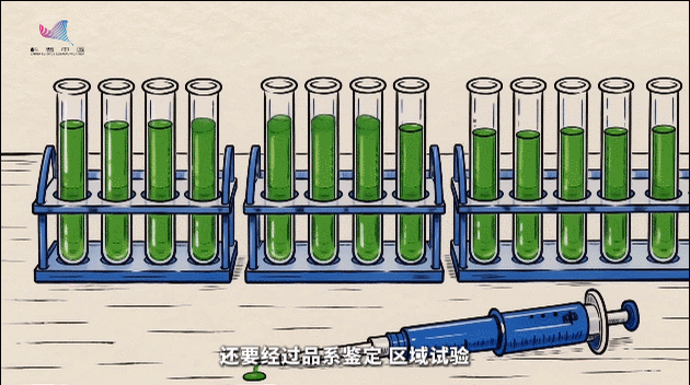 从上天到落地，一粒太空种子是怎么“熬”出来的？