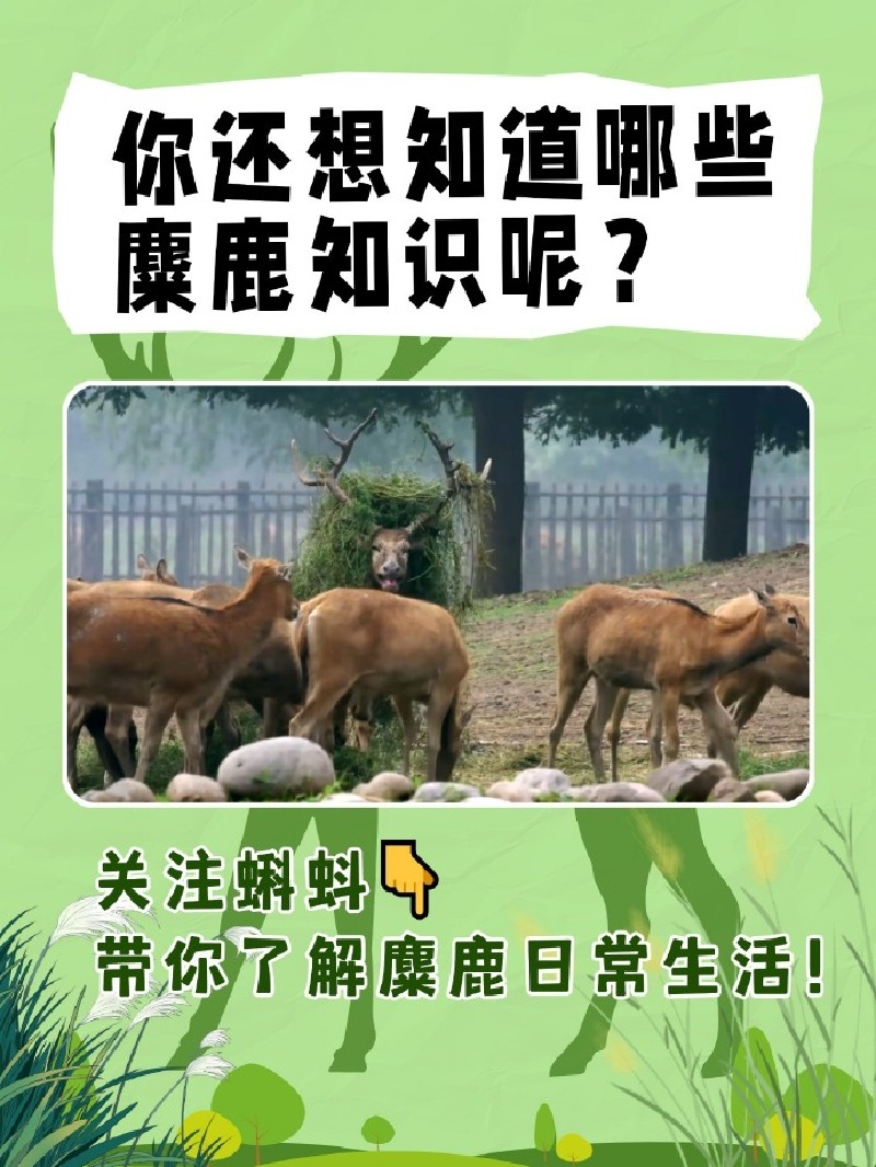 围观麋鹿 “生存日常”！蝌蚪五线谱麋鹿科普问答第五期欢乐上线