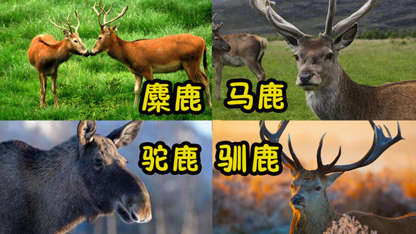 鹿的种类及名称图片图片