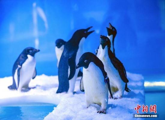 德国医生支招：学企鹅走路可防止冰面滑倒