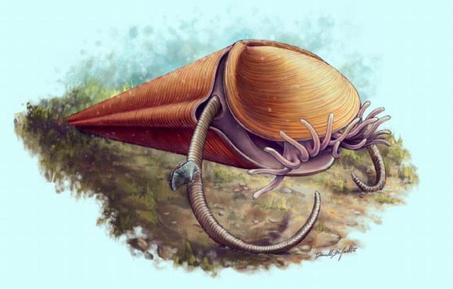 研究称远古灭绝的软舌螺实际是触手冠类生物