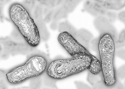 科学家首次在细菌中发现朊病毒