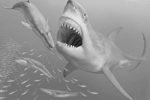 挑肥拣瘦巨鲨灭亡