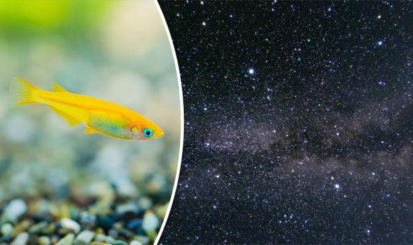科学家将鱼送入太空探索失重环境对人体影响