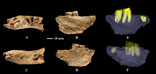 安徽和县直立人化石研究进展：可能代表一种残存的原始人类