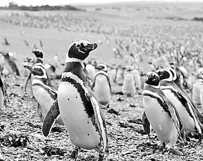 百万企鹅大军涌到阿根廷海滩