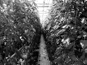 “番茄工厂”育出20个新品种