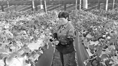 北京：草莓品种筛选向“国产”倾斜