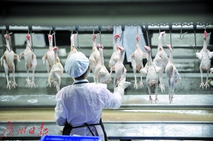 生鲜鸡出炉记 广州拟设9家家禽屠宰厂