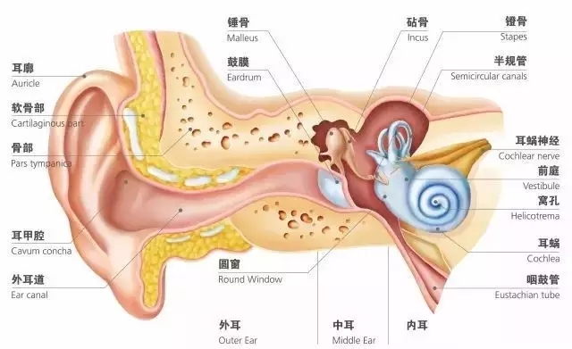 耳朵生理解剖学图解图片