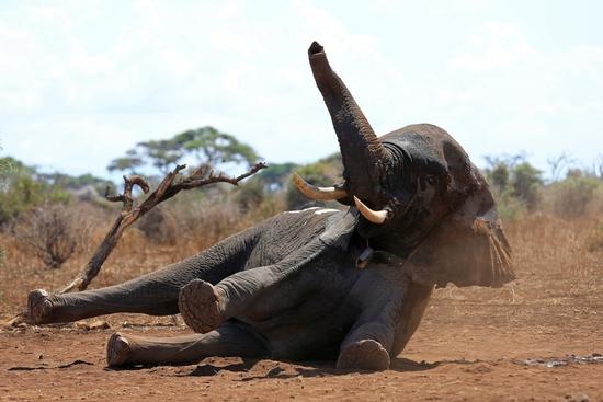 世界上睡眠最少的动物：野生大象至死才入眠