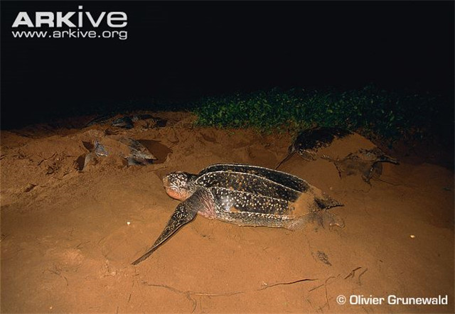 存在2亿多年的海龟竟濒临灭绝