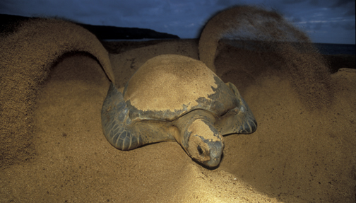 存在2亿多年的海龟竟濒临灭绝