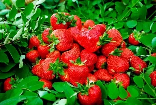 三月草莓季，教你三招为孩子挑选高品质草莓！