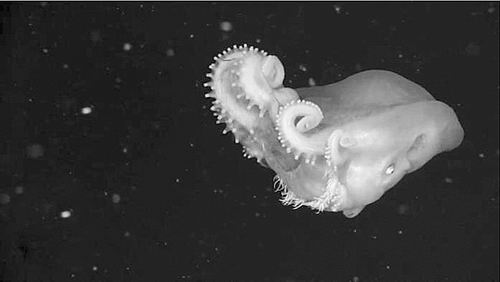 深海章鱼嗜食水母