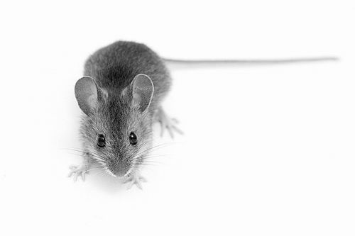 研究揭示老鼠1.5万年前与人“共舞”