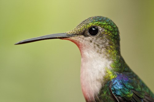 鸟类的嘴为什么多种多样？
