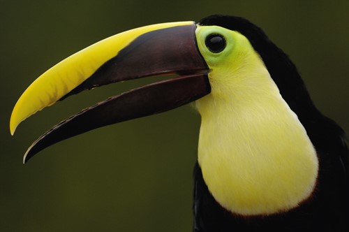 鸟类的嘴为什么多种多样？