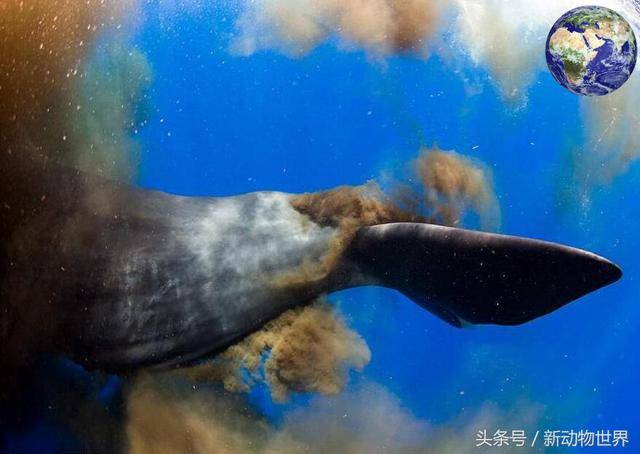 蓝鲸肠道有500米长1天吃5吨食物 拉起屎来非常恐怖