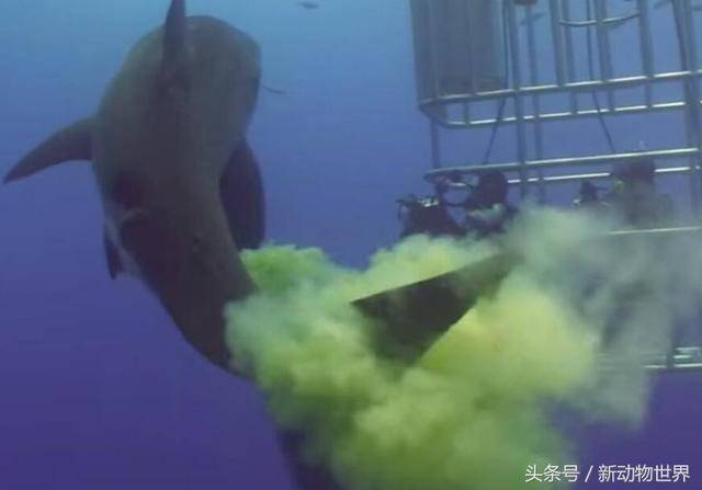 蓝鲸肠道有500米长1天吃5吨食物 拉起屎来非常恐怖