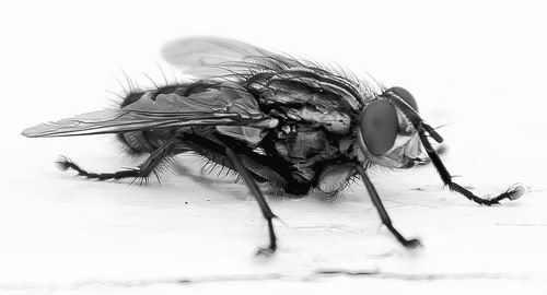 果蝇研究揭示耐寒性进化之谜