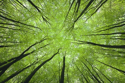 全球树木知多少？