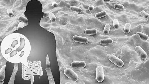 科学家发现导致与年龄相关炎症的肠道细菌