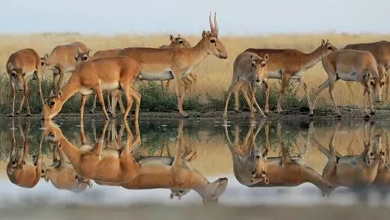 赛加羚羊在中国的历史分布区，野外灭绝与重新引入
